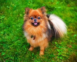 Pomeranian Dog diamond painting