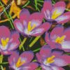 Purple Crocus diamond painting