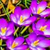 Purple Crocus diamond painting