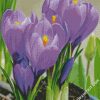 Purple Crocus Flowers diamond painting