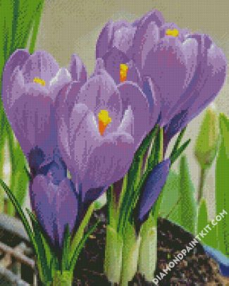 Purple Crocus Flowers diamond painting