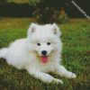 samoyed Dog diamond paintings