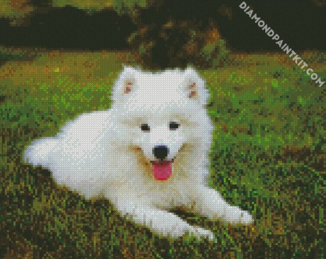 samoyed Dog diamond paintings