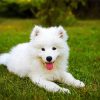 samoyed Dog diamond painting