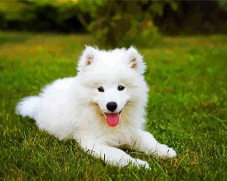 samoyed Dog diamond painting