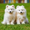 samoyed Puppies diamond painting