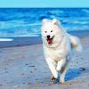 samoyed dog Running diamond painting