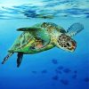 Sea Turtle Swimming in The Water diamond painting