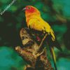 Sun Conure diamond painting