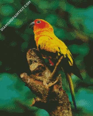 Sun Conure diamond painting