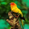 Sun Conure diamond painting