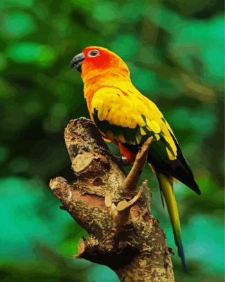 Sun Conure diamond painting