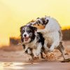 Wet Collies diamond painting