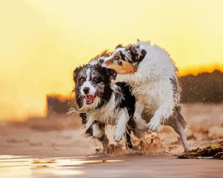 Wet Collies diamond painting