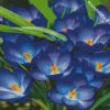 Whitewell Purple Crocus diamond painting