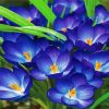 Whitewell Purple Crocus diamond painting