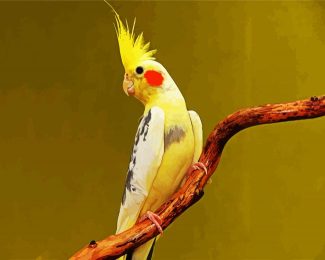 Yellow Cockatiel diamond painting