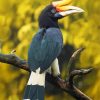 The Hornbill Bird diamond painting