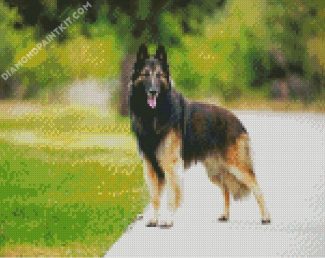 Belgian Tervuren diamond painting