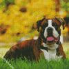 Boxer Dog Animal diamond painting