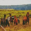 Brumby Horses diamond painting