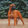 Bullmastiff diamond painting