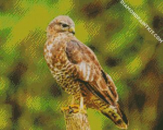 Buzzard diamond painting