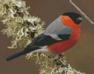 Eurasian Bullfinch diamond painting