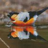 Eurasian Bullfinch In The Water diamond painting