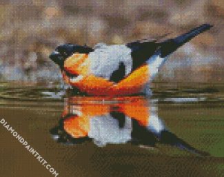 Eurasian Bullfinch In The Water diamond painting