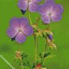 Meadow Cranesbill diamond painting