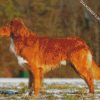 Nova Scotia Duck Tolling Retriever diamond painting