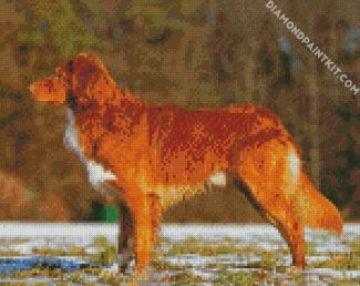 Nova Scotia Duck Tolling Retriever diamond painting