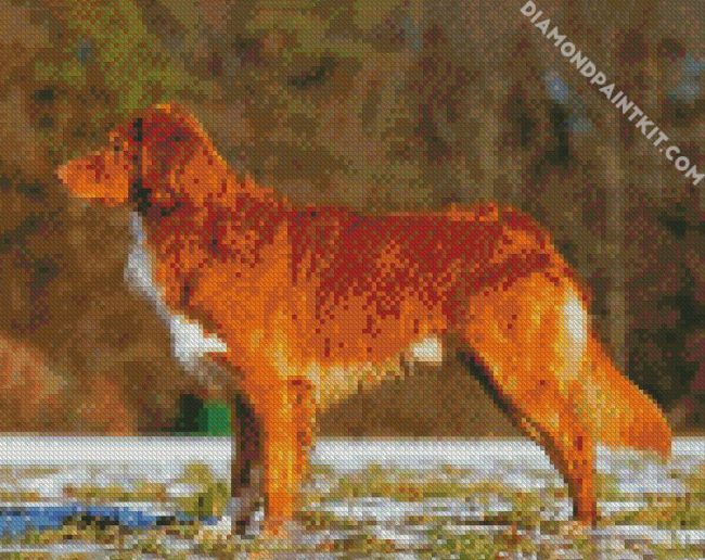 Nova Scotia Duck Tolling Retriever diamond painting