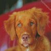 Nova Scotia Duck Tolling Retriever Dog diamond painting