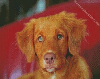 Nova Scotia Duck Tolling Retriever Dog diamond painting