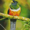 Orange Bellied Trogon diamond painting