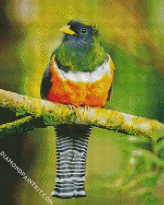 Orange Bellied Trogon diamond painting