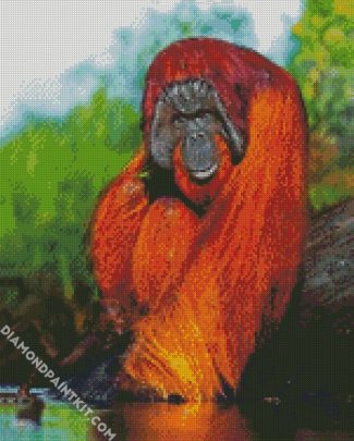 Orangutan Animal diamond painting