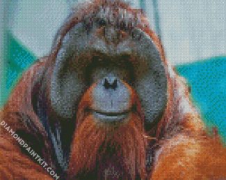 Orangutan Monkey diamond painting