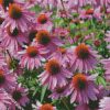 Purple Coneflower Wild Flower diamond painting