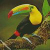 Toucan Bird diamond painting