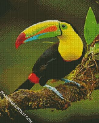 Toucan Bird diamond painting