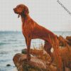 Vizsla Dog diamond painting