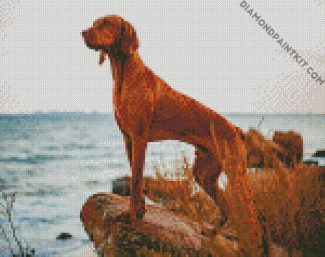 Vizsla Dog diamond painting