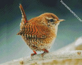 Wren Bird diamond painting