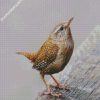 Wren Bird Animal diamond painting