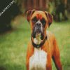 Aesthetic Boxer Dog diamond painting