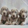 Aesthetic Weimaraner Puppies diamond painting