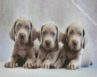 Aesthetic Weimaraner Puppies diamond painting